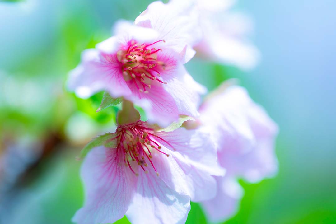 Sakura Blossoms at Uva Wellassa University